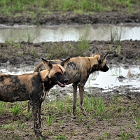 Selous Game Reserve - Full Day